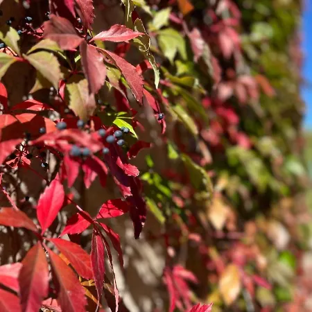 דירה Falkenwohnung