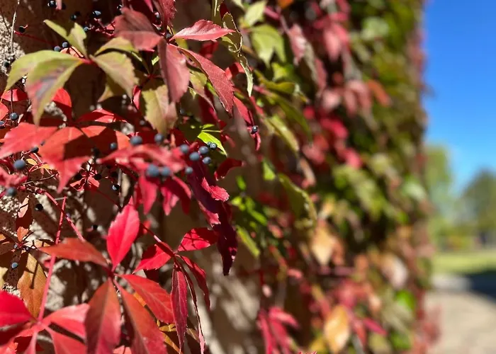 Apartman Falkenwohnung