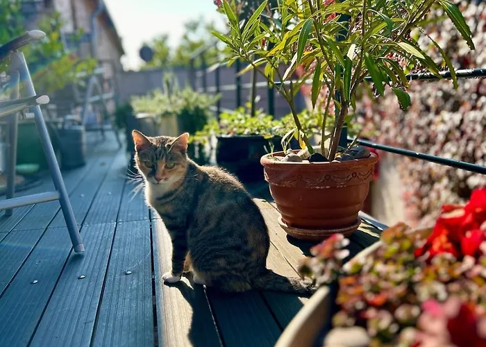 Falkenwohnung Gommern